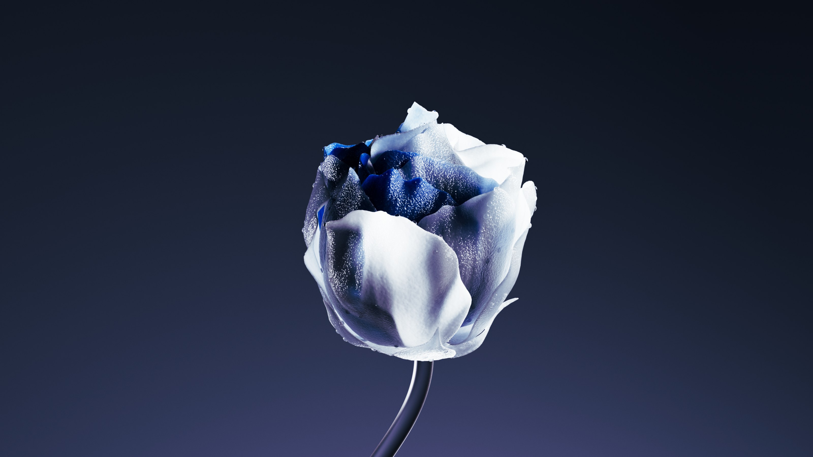 ENTROPY FLOWER — Изображение №1 — 3D на Dprofile