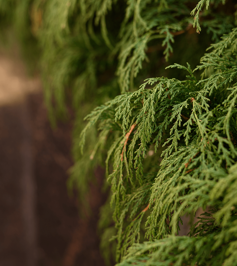 Forest Life — Изображение №3 — Брендинг на Dprofile