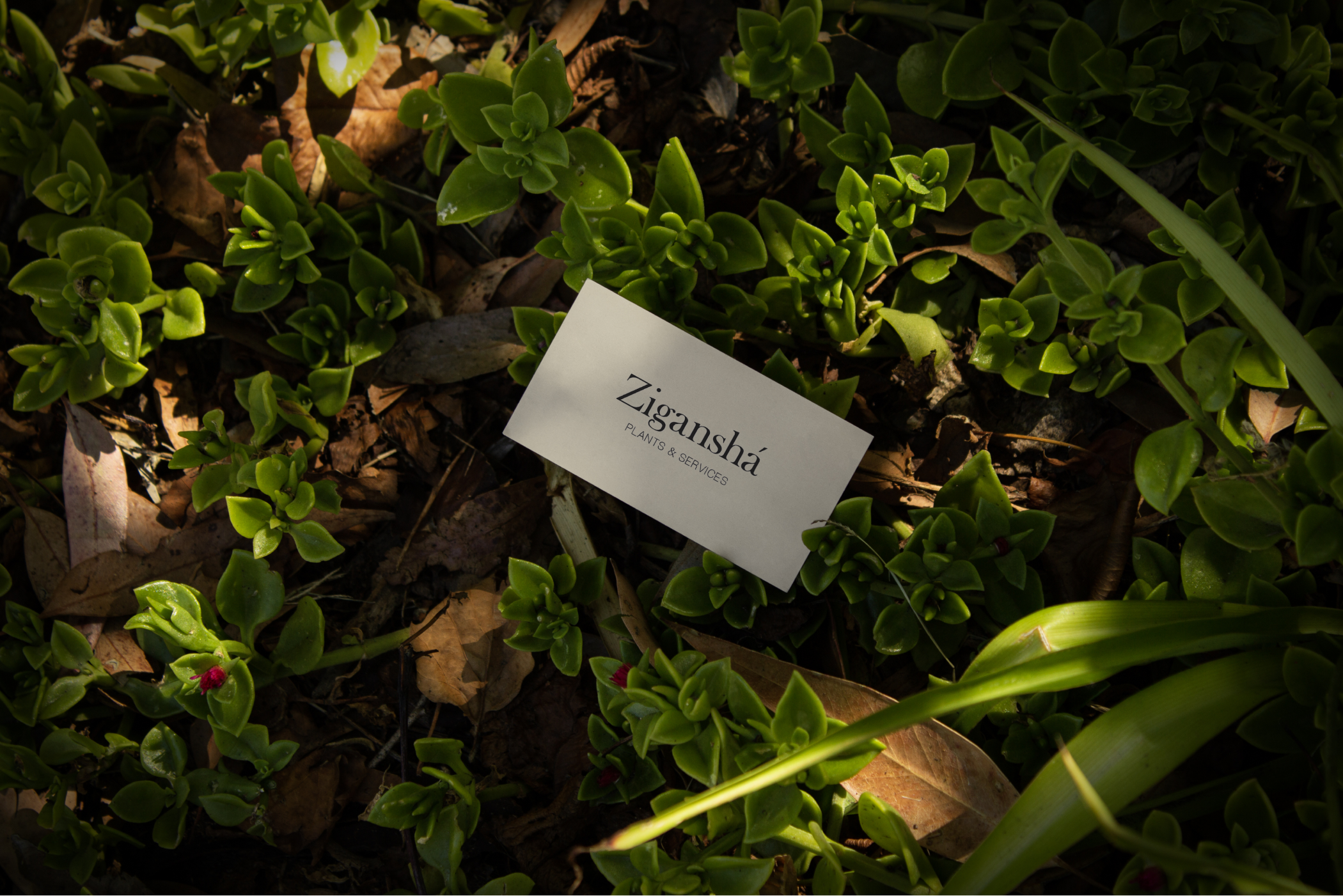 Zigansha Plants | Redesign website — Изображение №9 — Интерфейсы на Dprofile