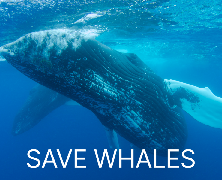 Save whales | Landing page — Интерфейсы, Иллюстрация на Dprofile