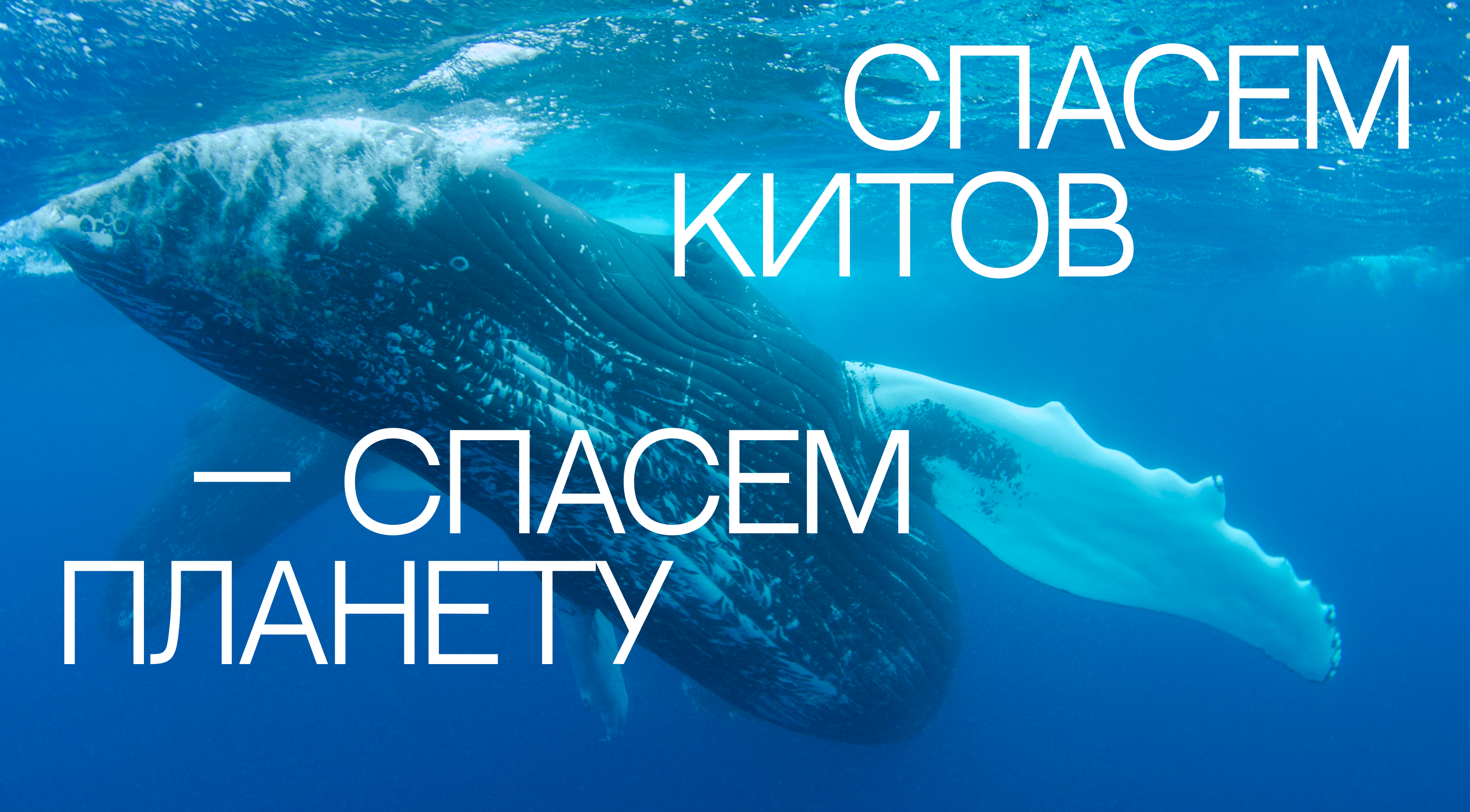 Save whales | Landing page — Изображение №1 — Интерфейсы, Иллюстрация на Dprofile