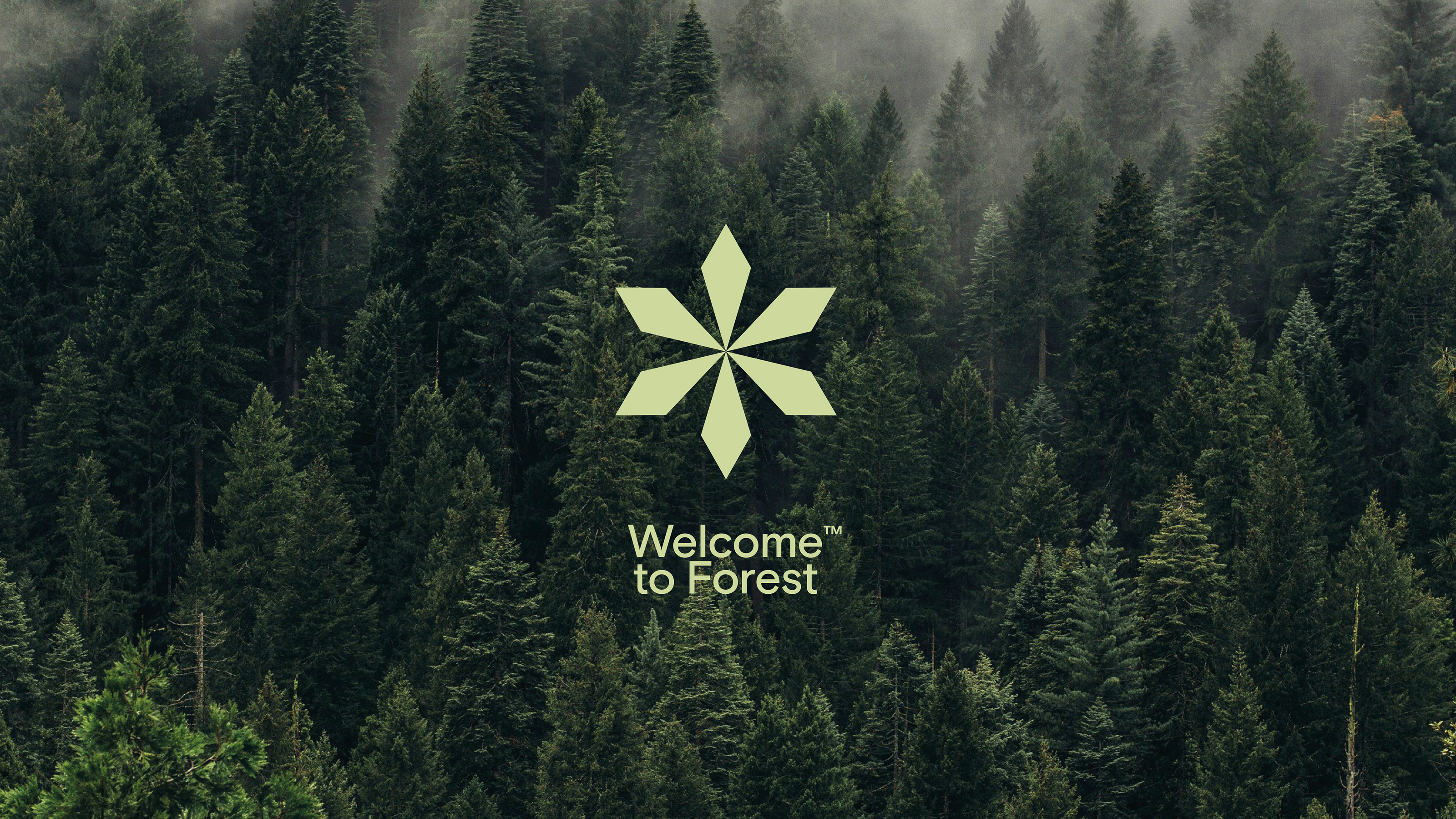 Welcome to forest — Изображение №1 — Брендинг на Dprofile
