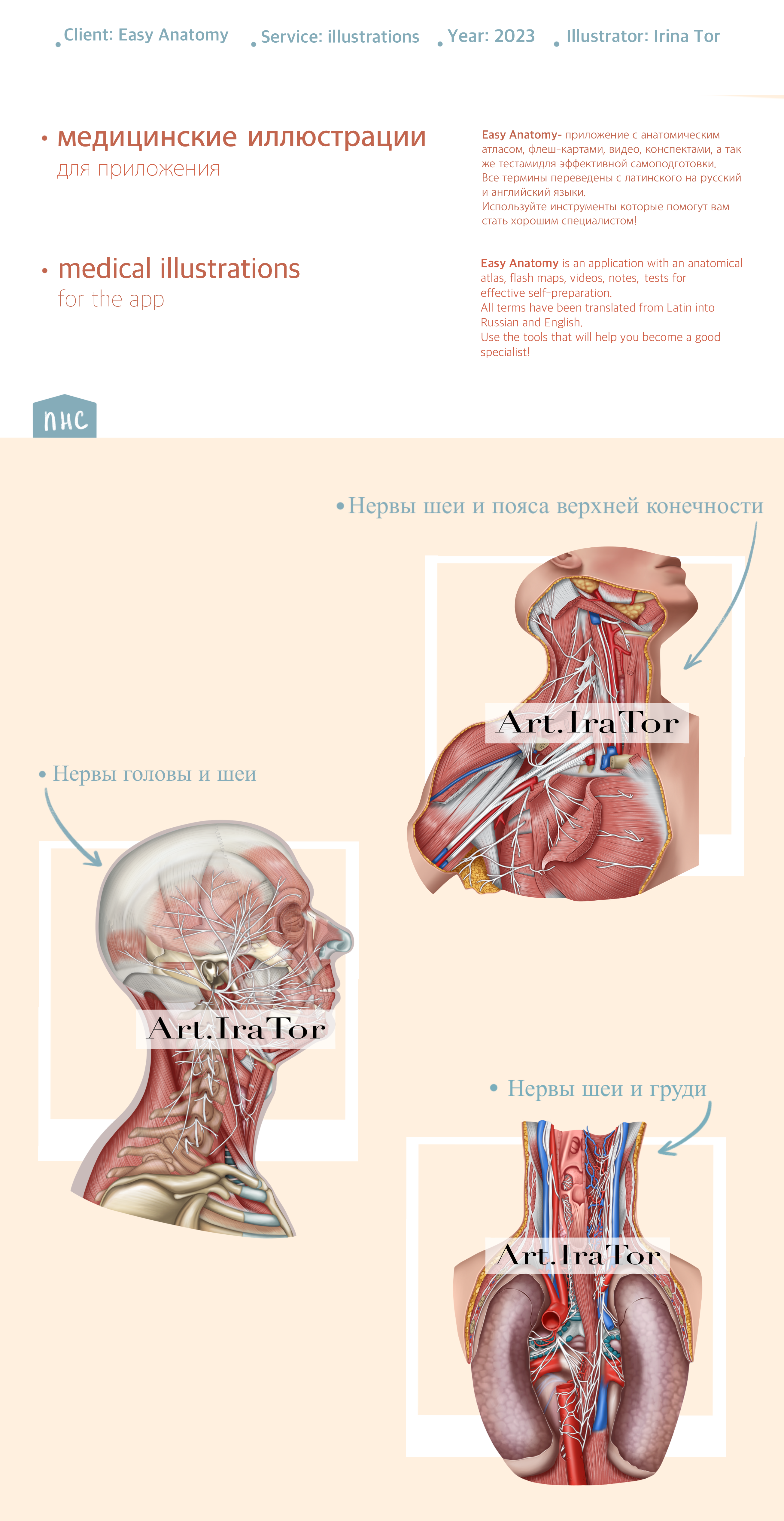 Medical illustration | anatomy — Изображение №2 — Иллюстрация, Анимация на Dprofile