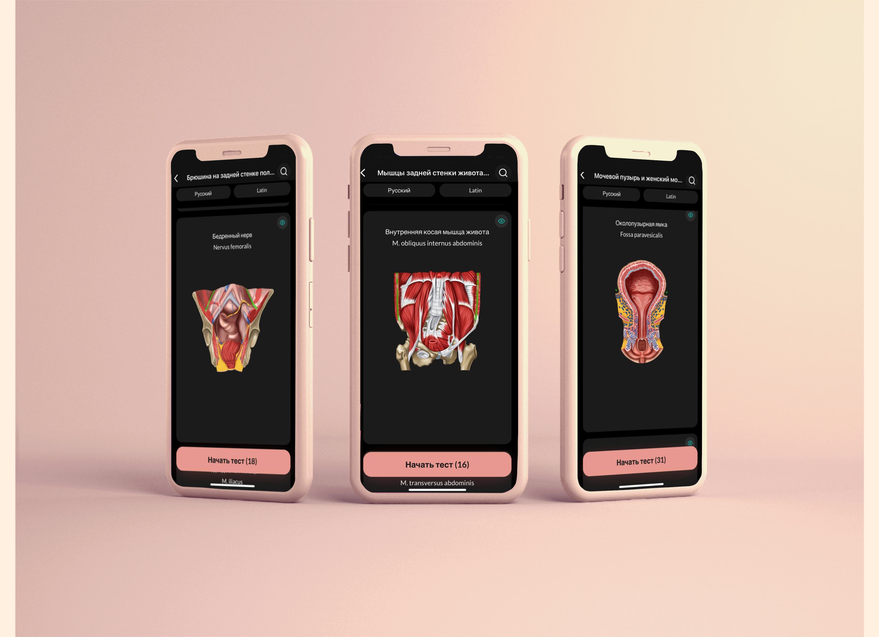 Medical illustration | anatomy — Изображение №3 — Иллюстрация, Анимация на Dprofile