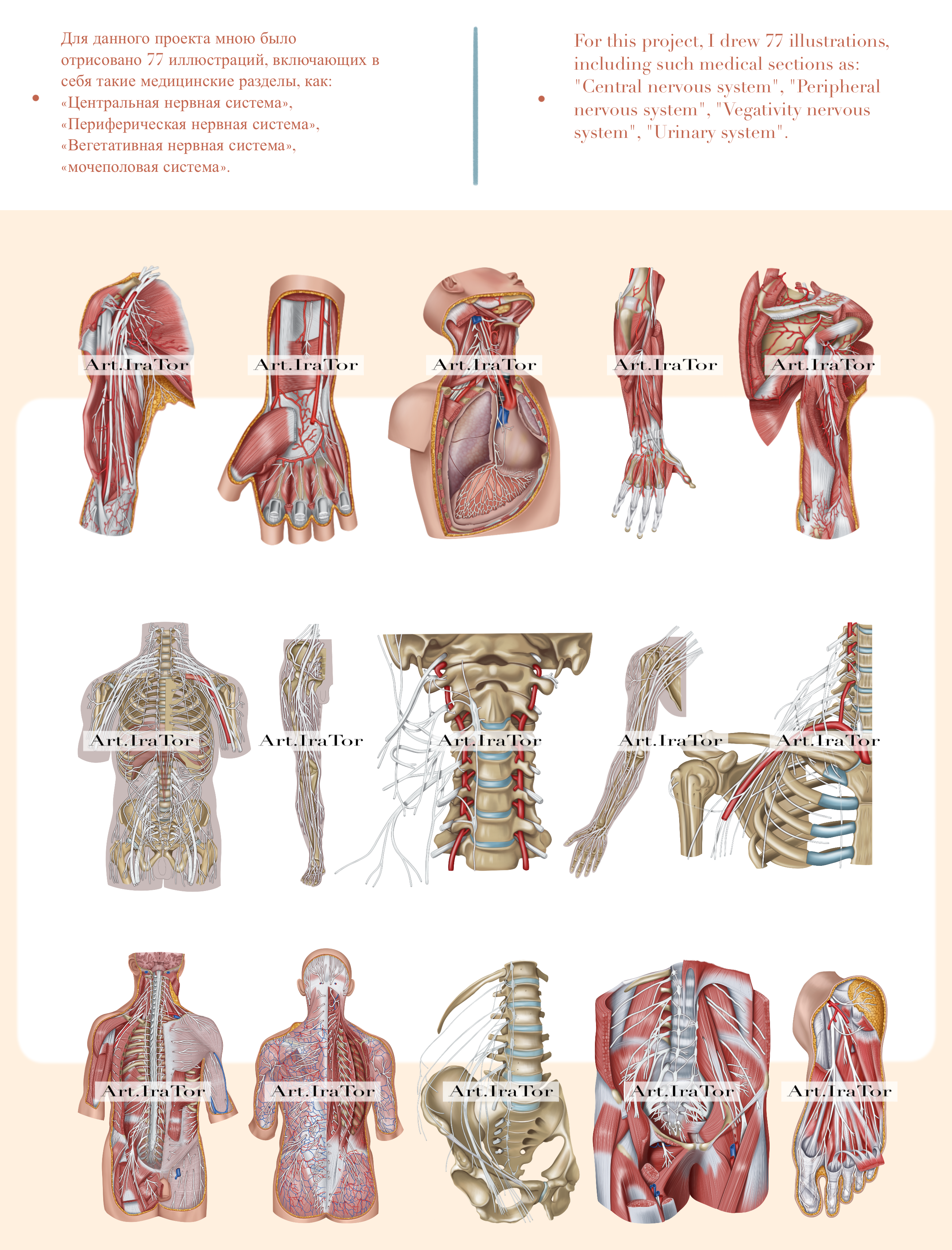 Medical illustration | anatomy — Изображение №4 — Иллюстрация, Анимация на Dprofile