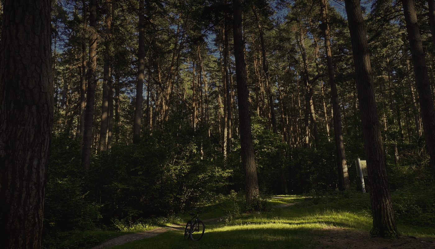 Kaluga Pine Forest — Изображение №5 — Брендинг, Графика на Dprofile