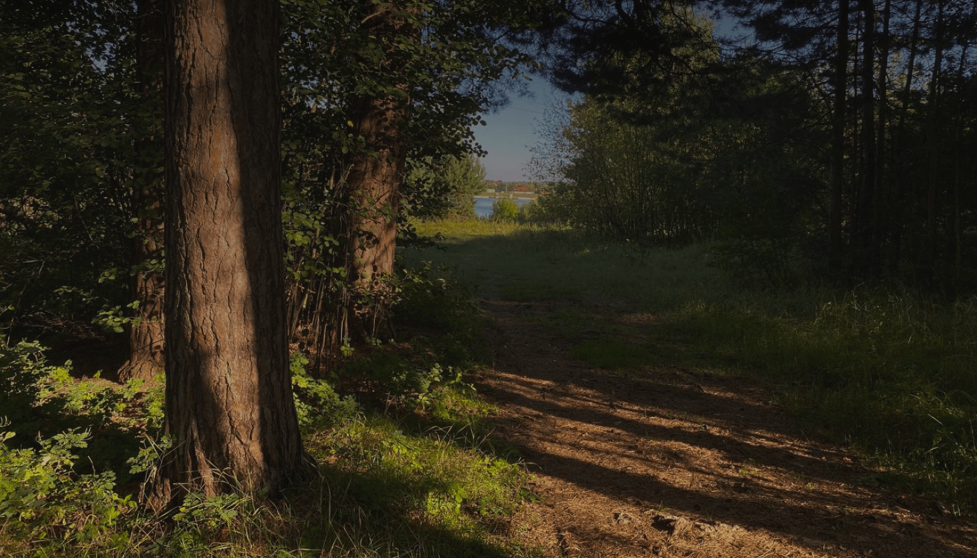 Kaluga Pine Forest — Изображение №3 — Брендинг, Графика на Dprofile