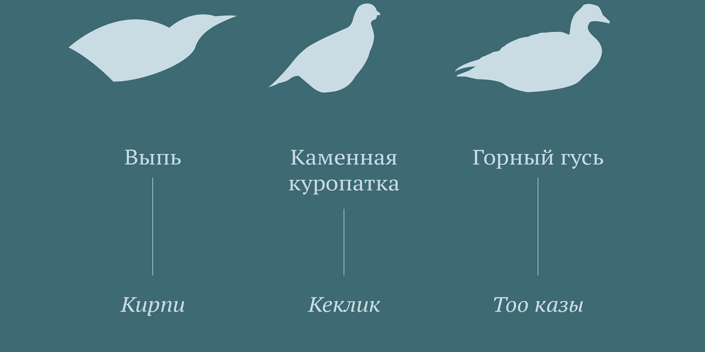 Кирпи — Эко-еда от птиц Киргизии — Изображение №4 — Брендинг на Dprofile