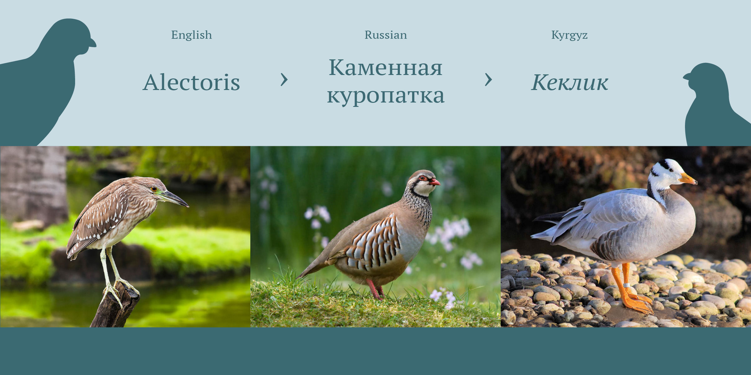 Кирпи — Эко-еда от птиц Киргизии — Изображение №3 — Брендинг на Dprofile