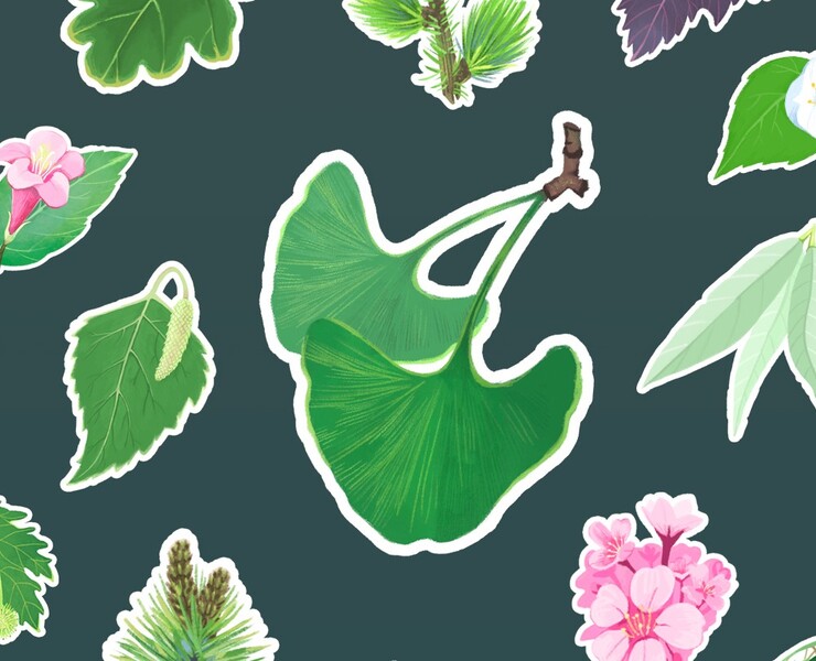 Dendrological route — Брендинг, Иллюстрация на Dprofile
