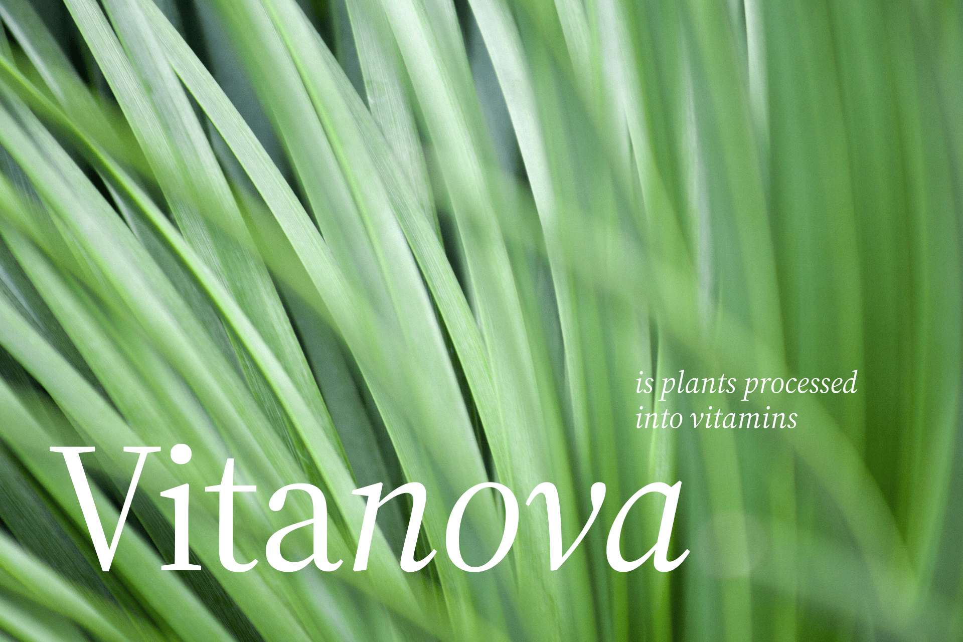 Vitanova cosmetics — Изображение №1 — Брендинг на Dprofile