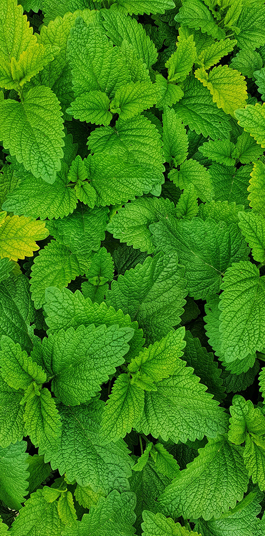 Иллюстрация для чайной упаковки «Талисман Алтая» — Изображение №5 — Брендинг, Иллюстрация на Dprofile