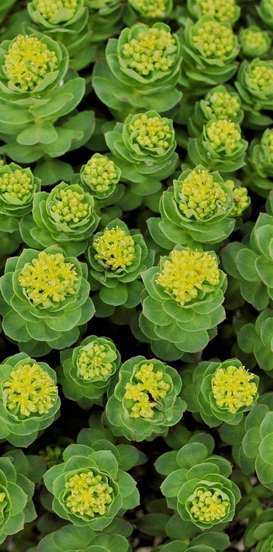 Иллюстрация для чайной упаковки «Талисман Алтая» — Изображение №2 — Брендинг, Иллюстрация на Dprofile