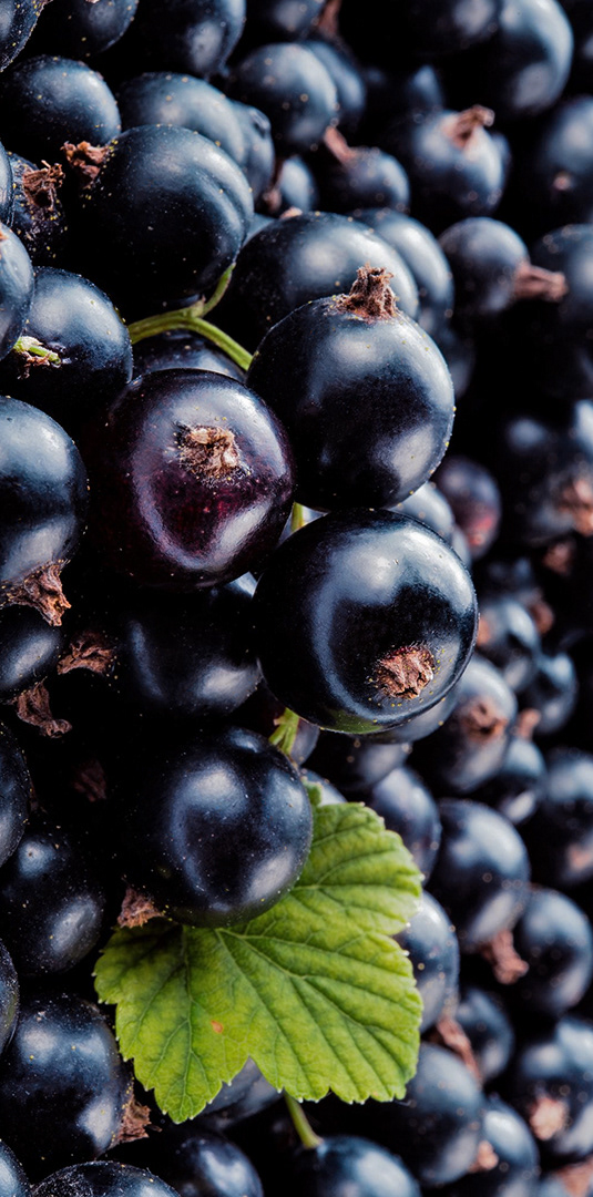 Иллюстрация для чайной упаковки «Талисман Алтая» — Изображение №6 — Брендинг, Иллюстрация на Dprofile