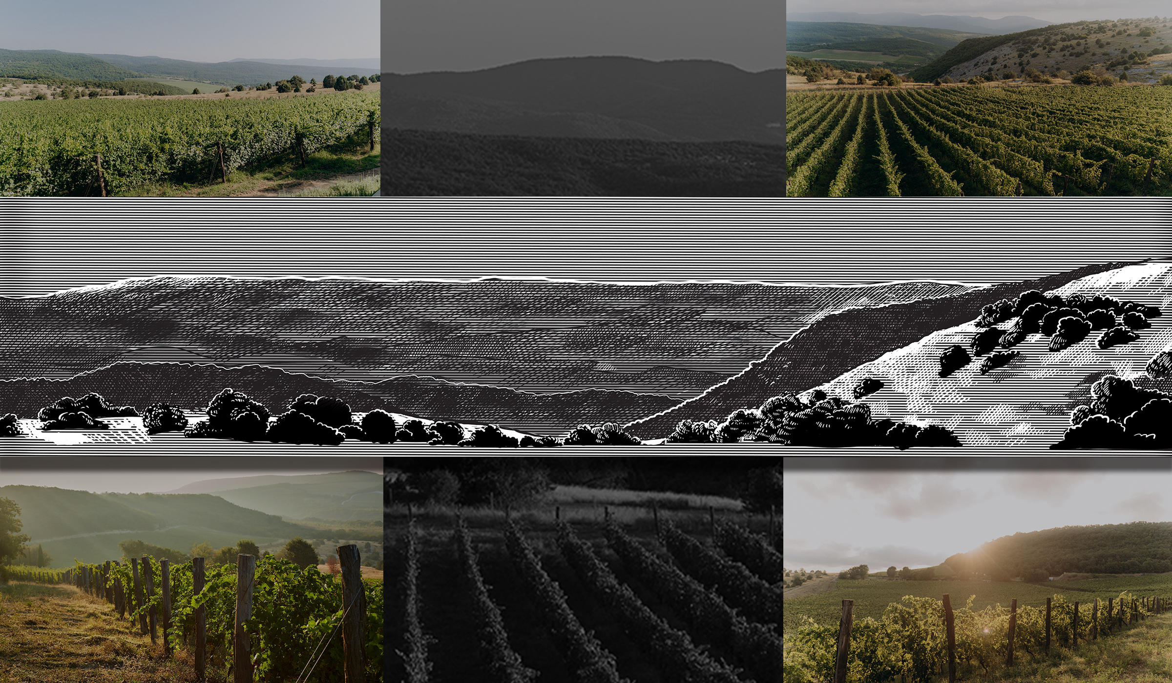 Иллюстрация для винодельни UPPA Winery — Изображение №8 — Иллюстрация, Графика на Dprofile