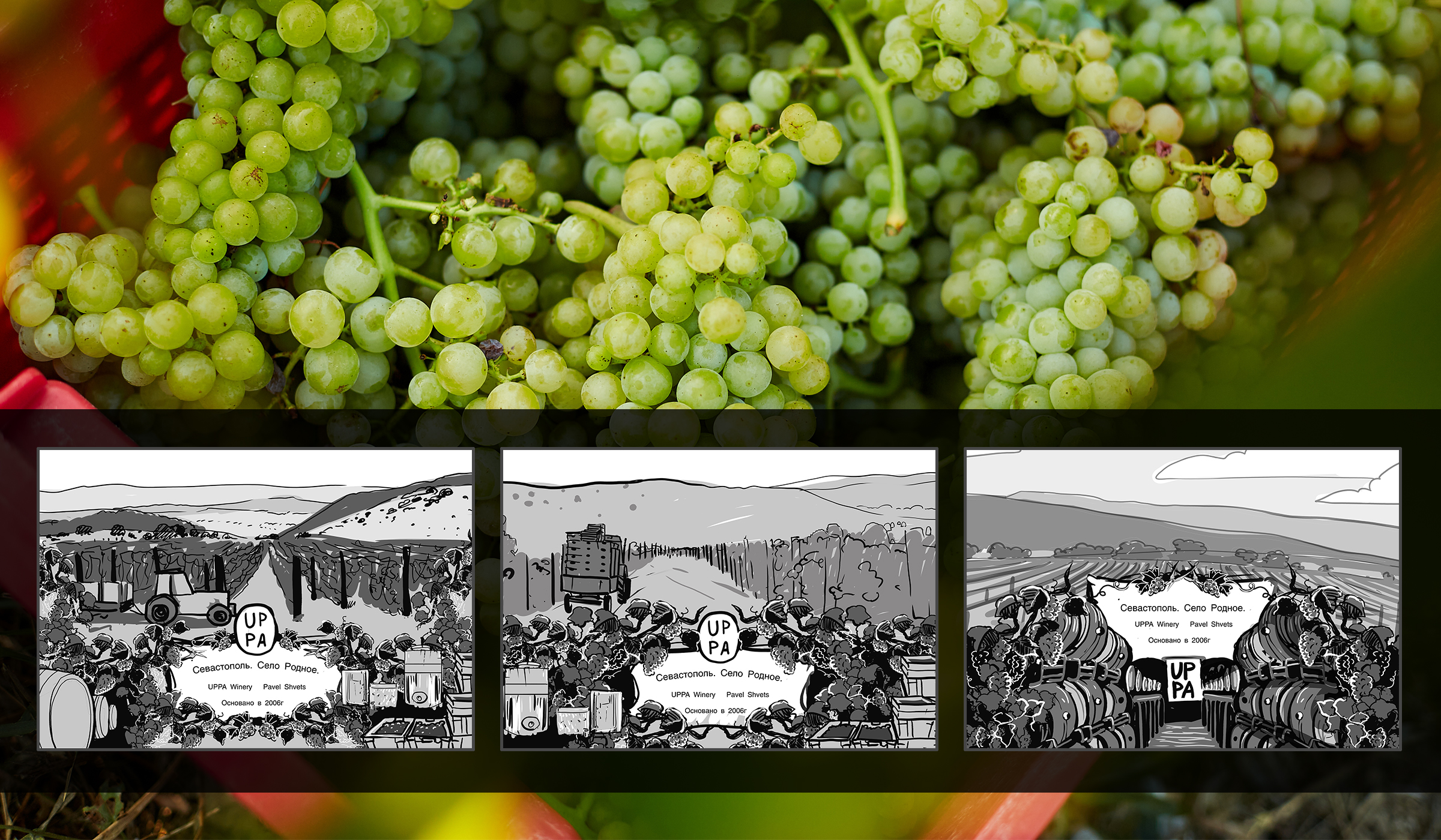Иллюстрация для винодельни UPPA Winery — Изображение №6 — Иллюстрация, Графика на Dprofile