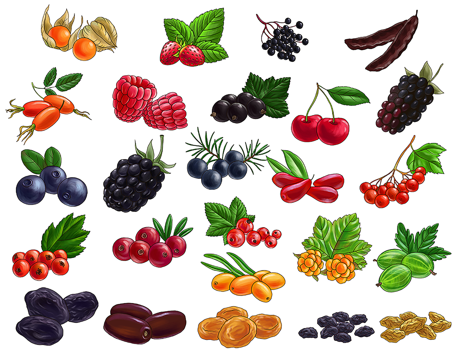 Фрукты, овощи и ягоды — Изображение №8 — Иллюстрация на Dprofile