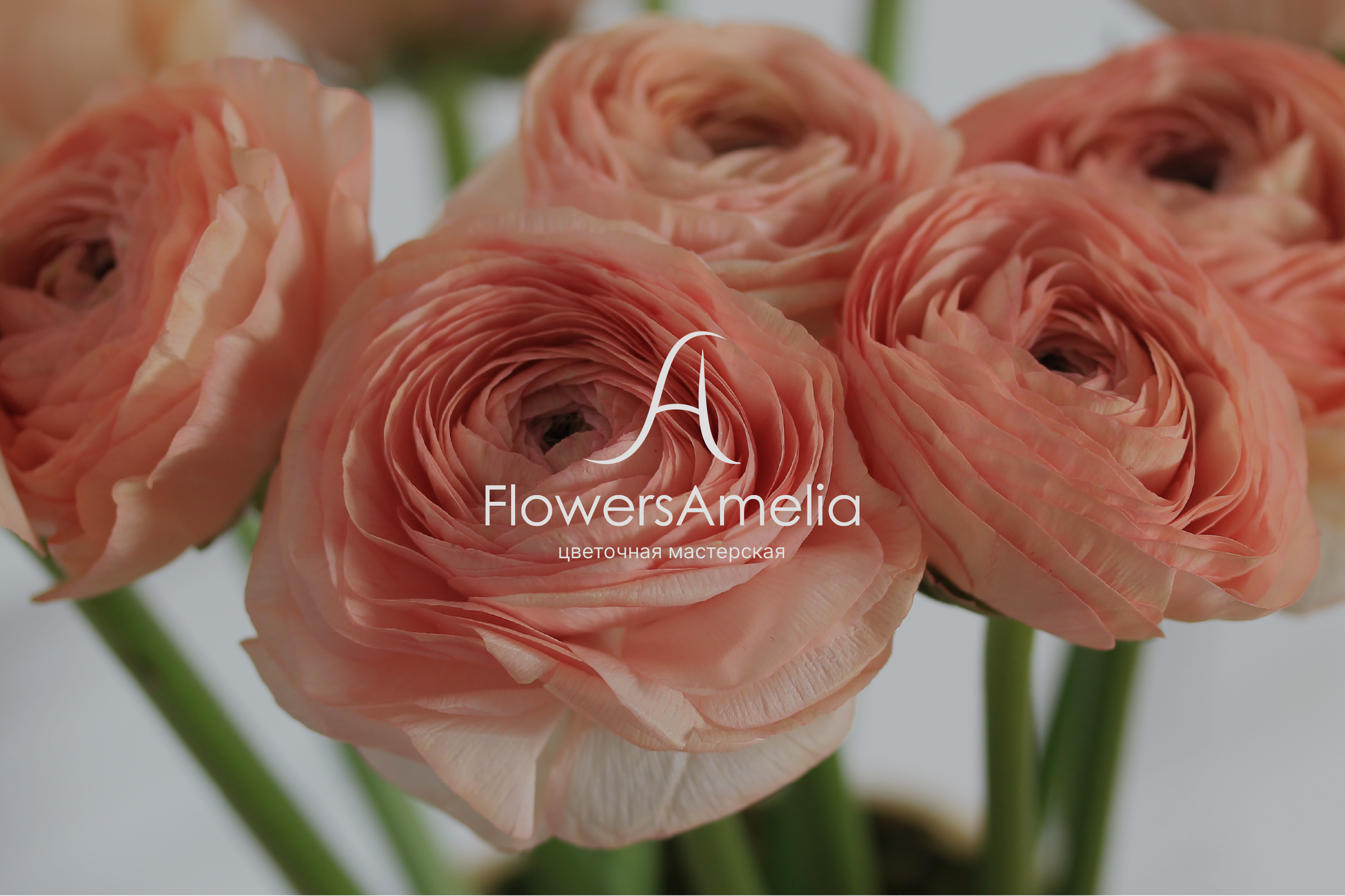 Цветочная Мастерская FlowersAmelia — Изображение №1 — Брендинг на Dprofile
