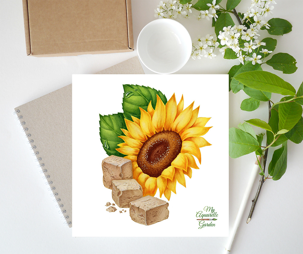 Watercolor illustrations for Royal Cane (Russia) — Изображение №10 — Брендинг, Иллюстрация на Dprofile