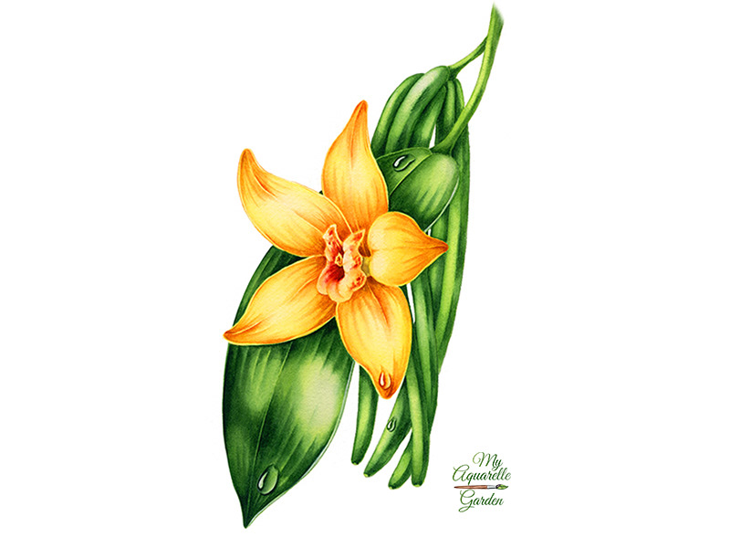 Watercolor illustrations for Royal Cane (Russia) — Изображение №4 — Брендинг, Иллюстрация на Dprofile