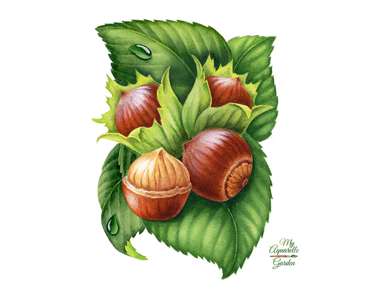 Watercolor illustrations for Royal Cane (Russia) — Изображение №8 — Брендинг, Иллюстрация на Dprofile