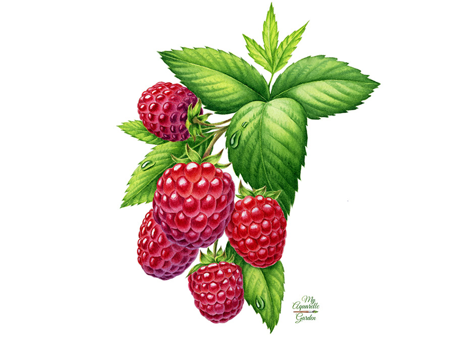 Watercolor illustrations for Royal Cane (Russia) — Изображение №5 — Брендинг, Иллюстрация на Dprofile