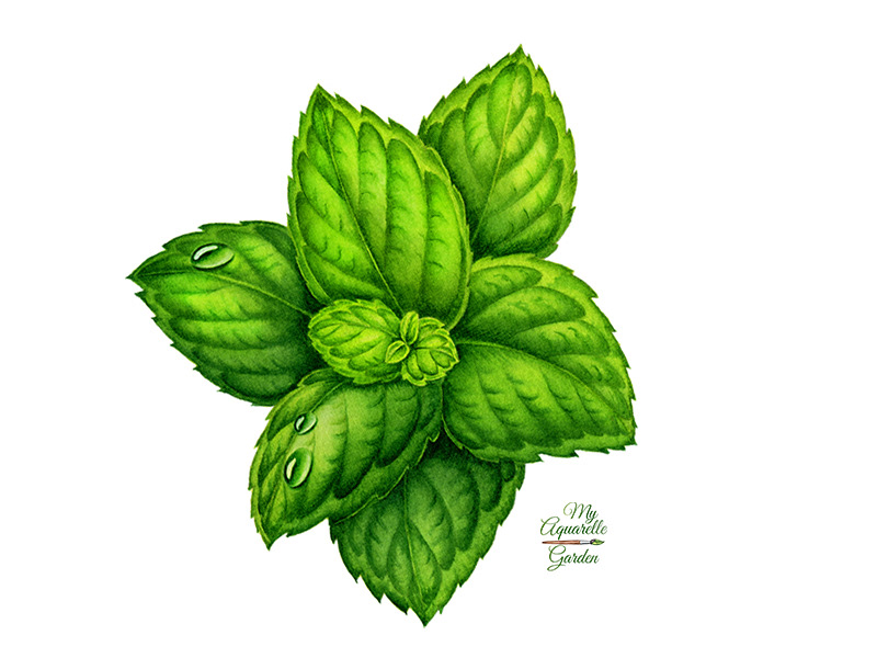 Watercolor illustrations for Royal Cane (Russia) — Изображение №9 — Брендинг, Иллюстрация на Dprofile