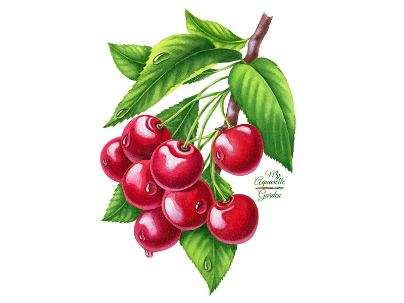 Watercolor illustrations for Royal Cane (Russia) — Изображение №3 — Брендинг, Иллюстрация на Dprofile