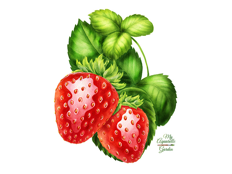 Watercolor illustrations for Royal Cane (Russia) — Изображение №7 — Брендинг, Иллюстрация на Dprofile