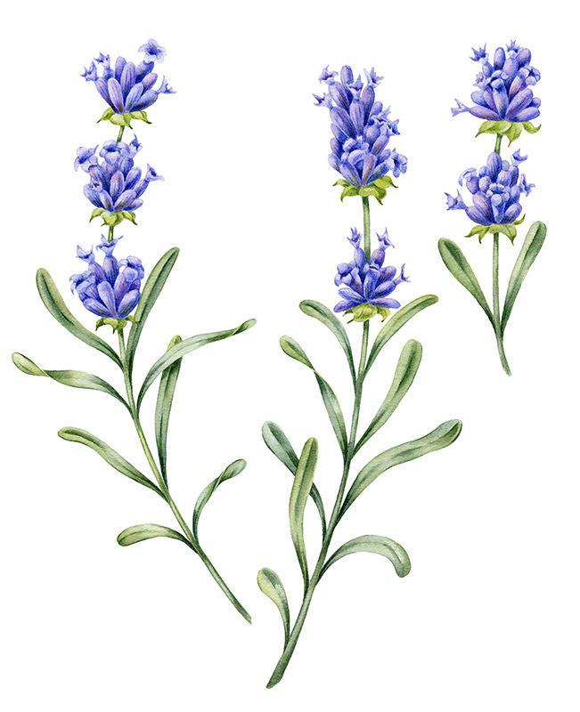 Illustrations for tea package / Herbaly.com — Изображение №4 — Брендинг, Иллюстрация на Dprofile