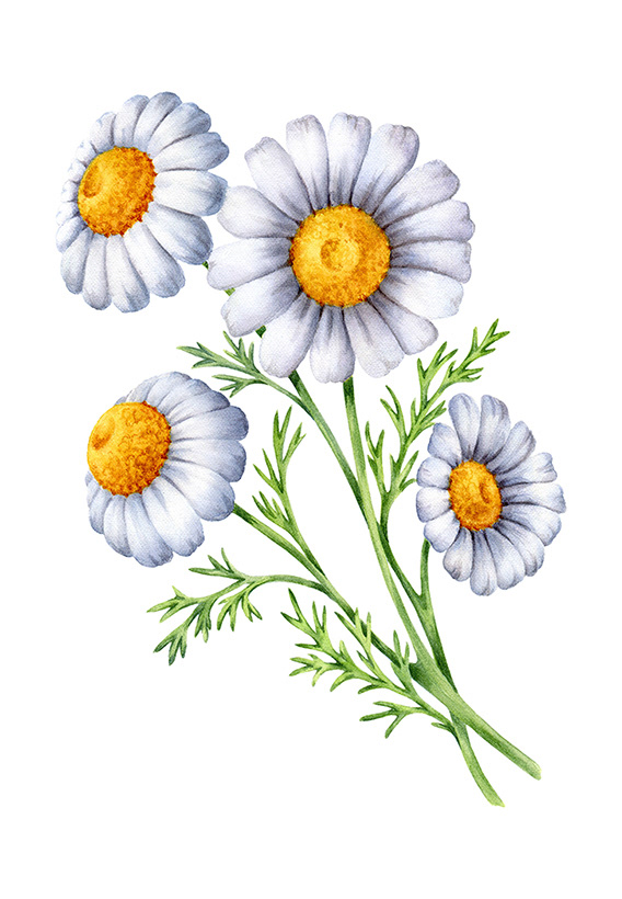 Illustrations for tea package / Herbaly.com — Изображение №5 — Брендинг, Иллюстрация на Dprofile