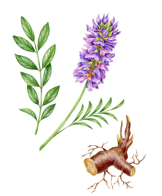 Illustrations for tea package / Herbaly.com — Изображение №10 — Брендинг, Иллюстрация на Dprofile