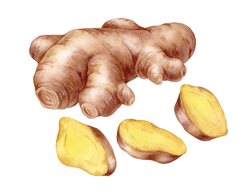 Illustrations for tea package / Herbaly.com — Изображение №8 — Брендинг, Иллюстрация на Dprofile