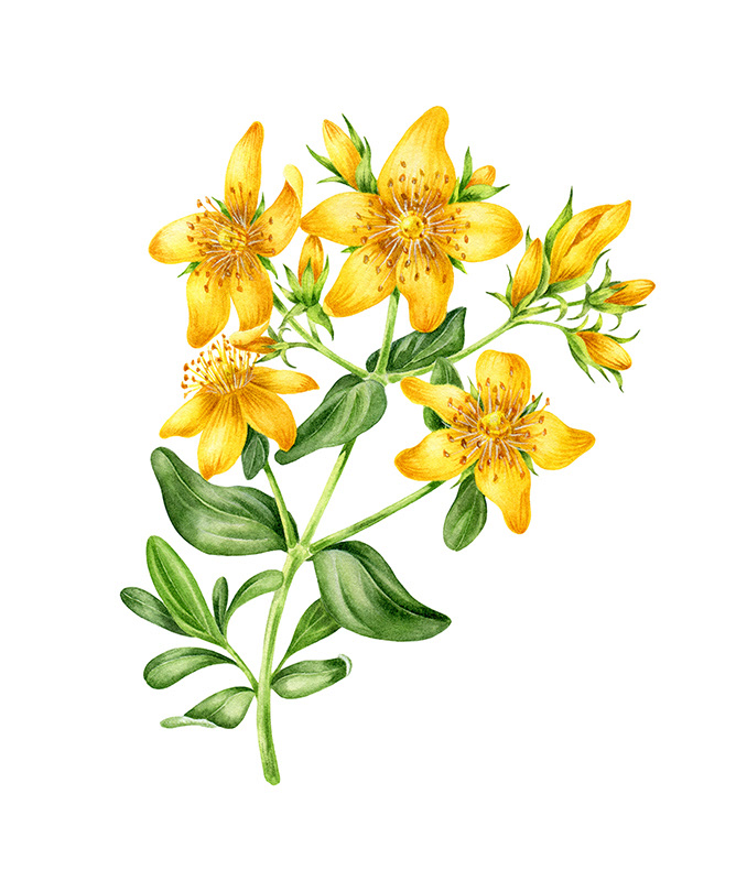 Illustrations for tea package / Herbaly.com — Изображение №11 — Брендинг, Иллюстрация на Dprofile