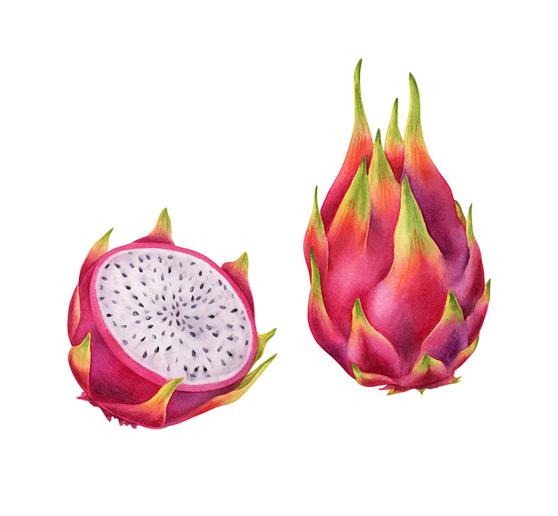 Illustrations for tea package / Herbaly.com — Изображение №6 — Брендинг, Иллюстрация на Dprofile