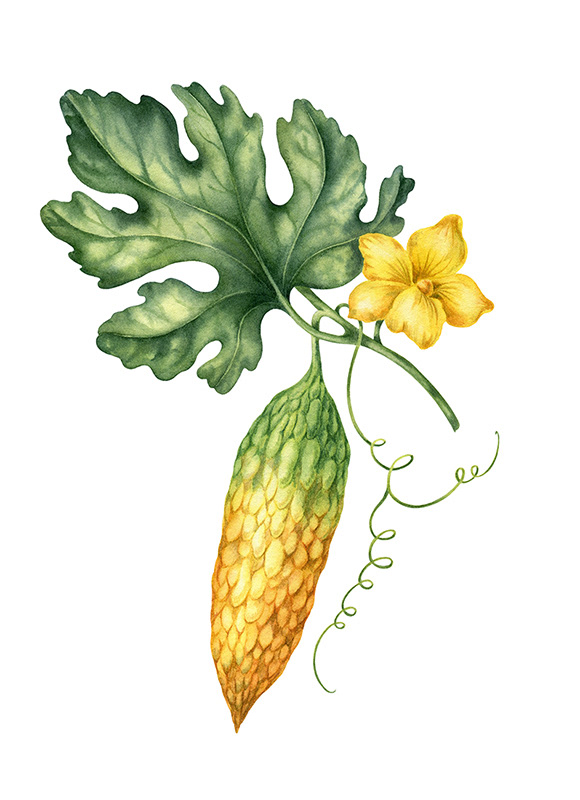 Illustrations for tea package / Herbaly.com — Изображение №3 — Брендинг, Иллюстрация на Dprofile