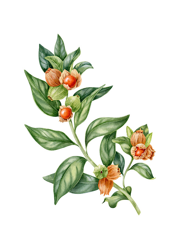 Illustrations for tea package / Herbaly.com — Изображение №2 — Брендинг, Иллюстрация на Dprofile