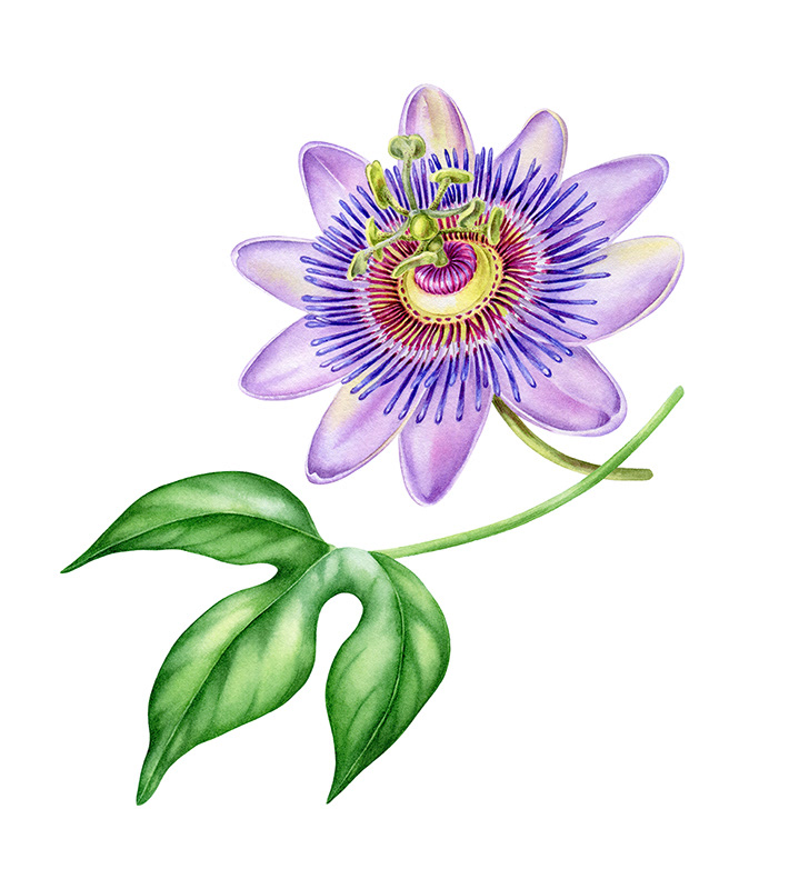 Illustrations for tea package / Herbaly.com — Изображение №1 — Брендинг, Иллюстрация на Dprofile