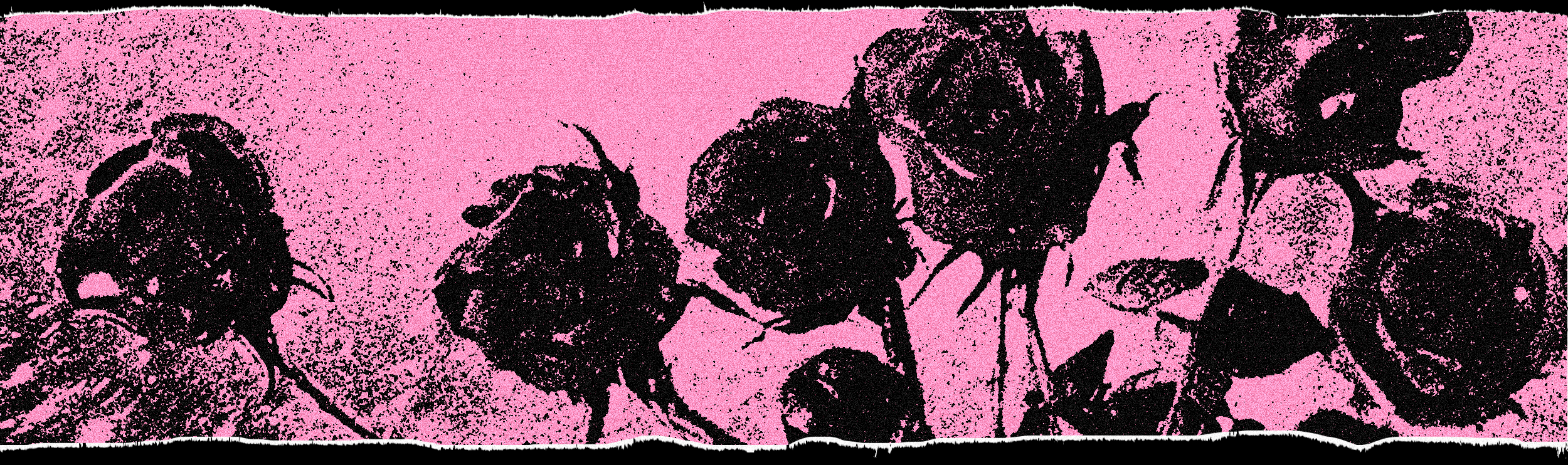 Розовый Февраль | emocore logo — Изображение №5 — Брендинг, Графика на Dprofile