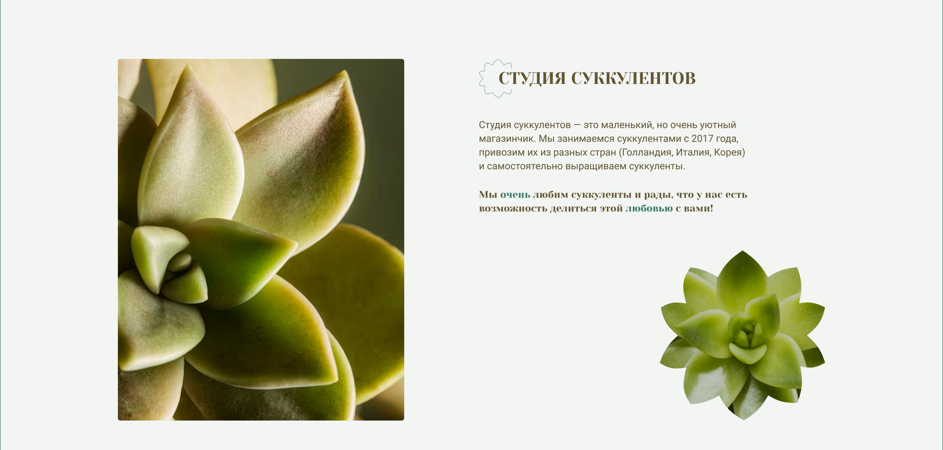 Студия суккулентов | Интернет-магазин — Изображение №2 — Интерфейсы на Dprofile