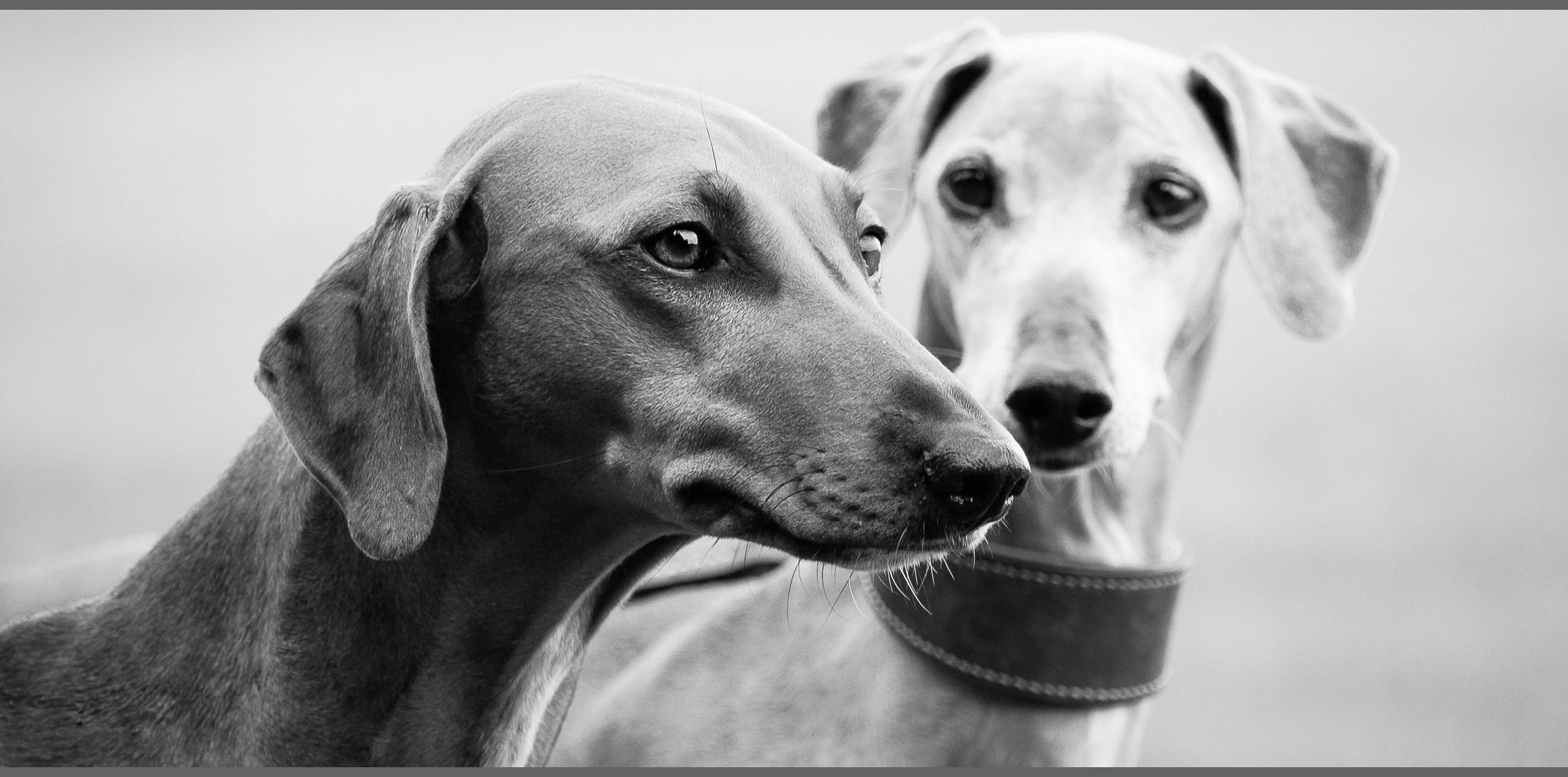 Dog kennel landing page. Azawakh. — Изображение №3 — Интерфейсы на Dprofile