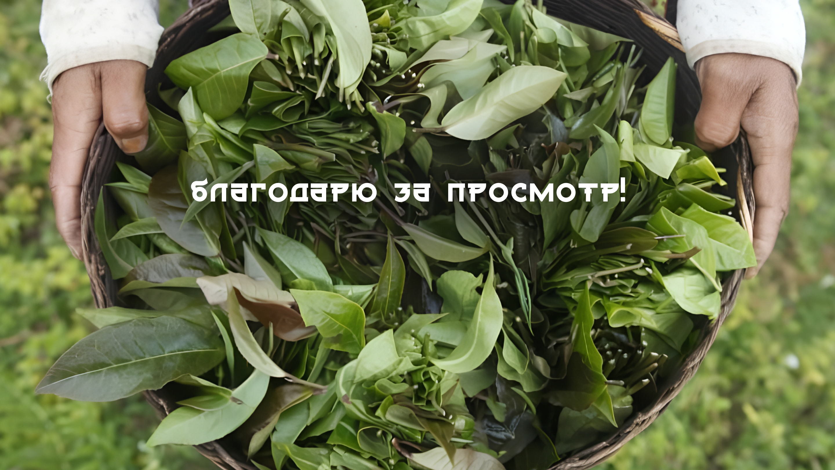 Разработка упаковки для блинов чая пуэр — Изображение №19 — Брендинг на Dprofile