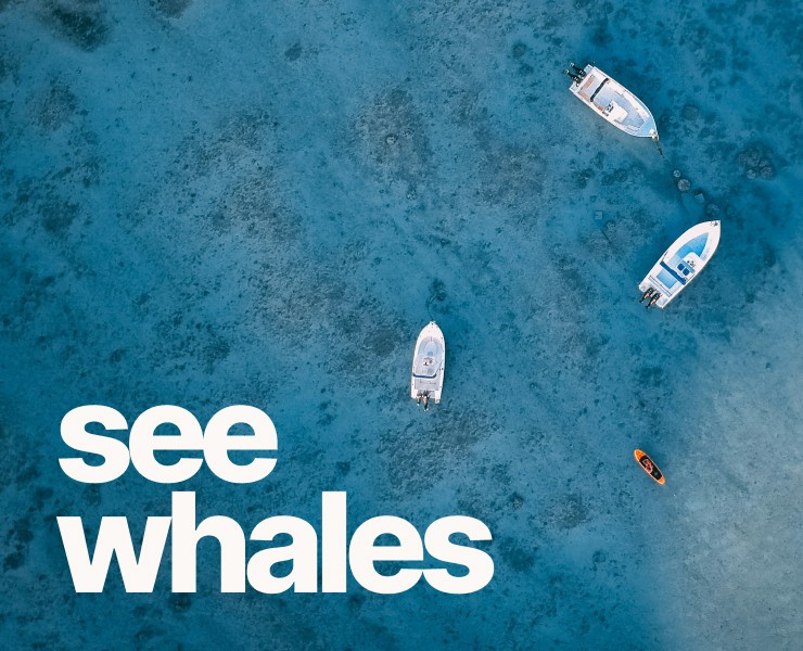 SEE WHALES на Dprofile