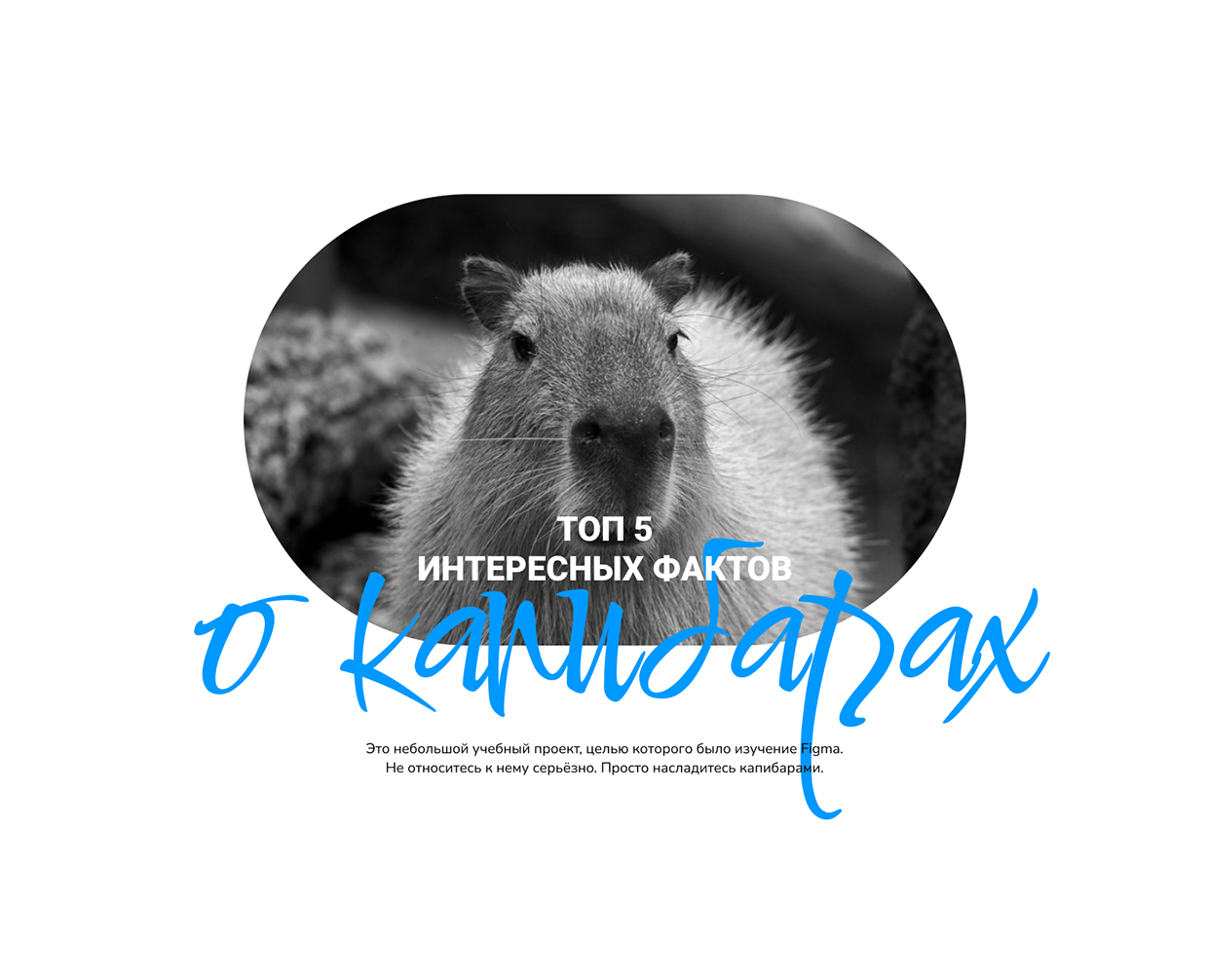 Лонгрид о капибарах — Графика на Dprofile