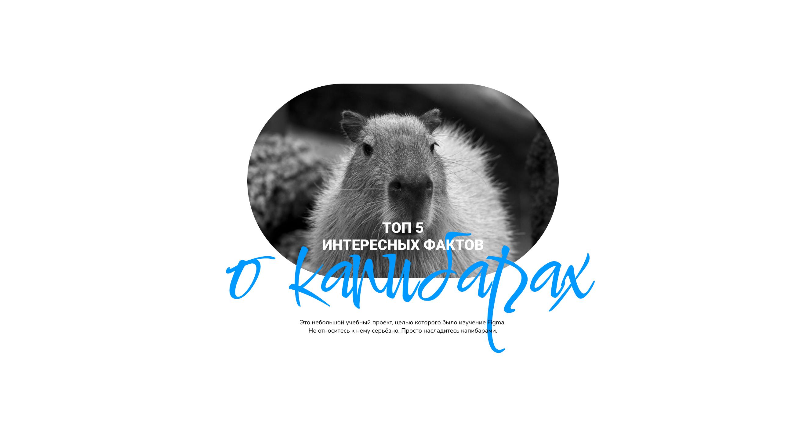 Лонгрид о капибарах — Изображение №1 — Графика на Dprofile