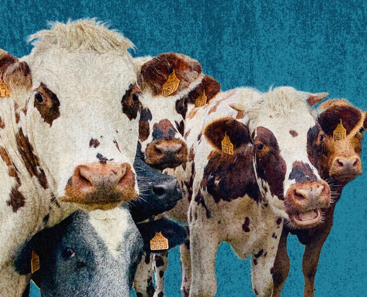 Постер с коровами — Графика на Dprofile