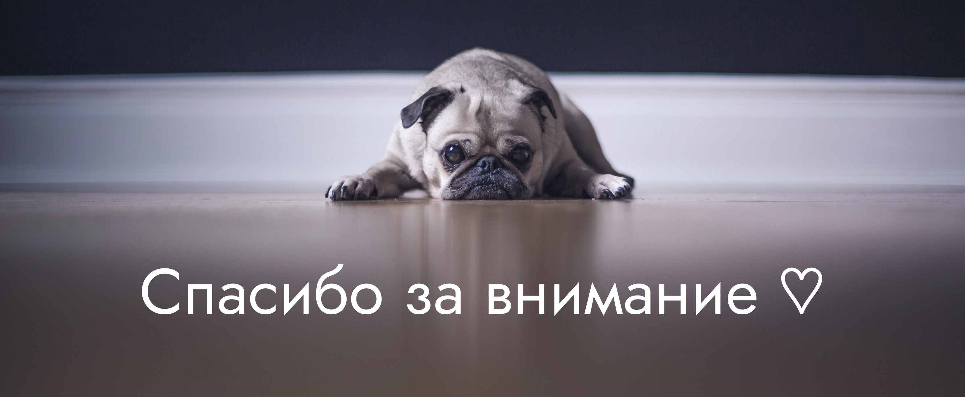Редизайн сайта  SKOLKOVO VET — Изображение №9 — Интерфейсы на Dprofile