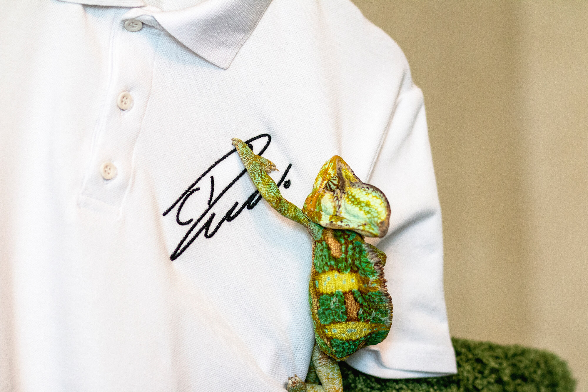 поло ручной работы | мерч — Изображение №4 — Брендинг, Маркетинг на Dprofile