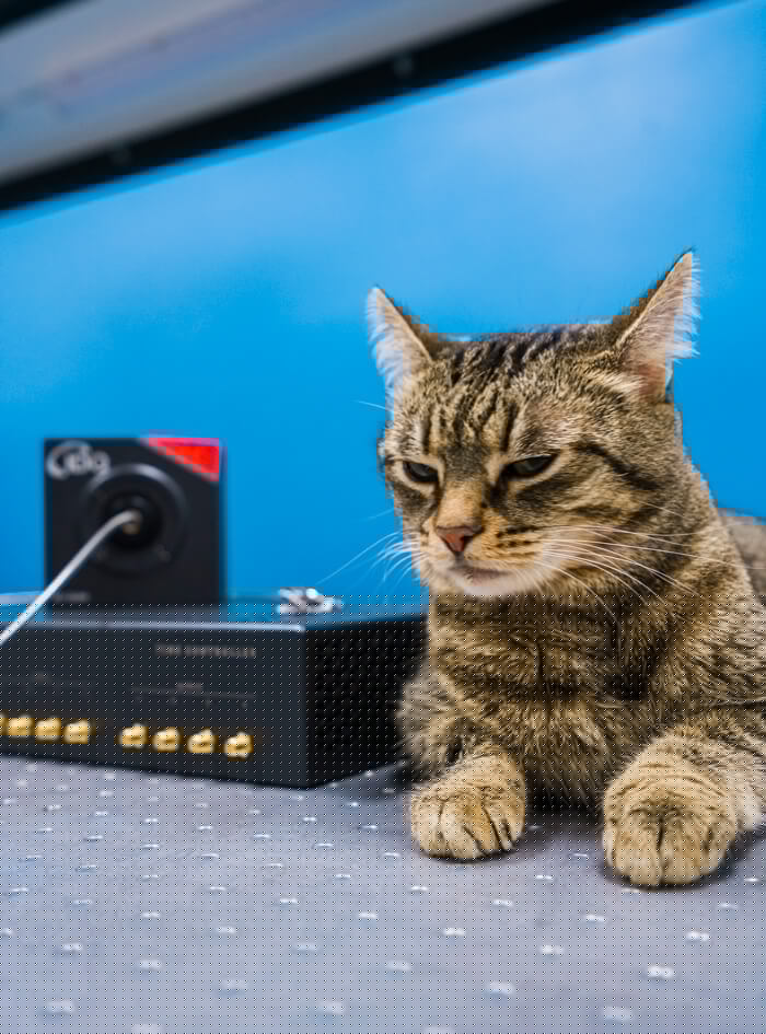 календарь с животными — Изображение №17 — Графика на Dprofile