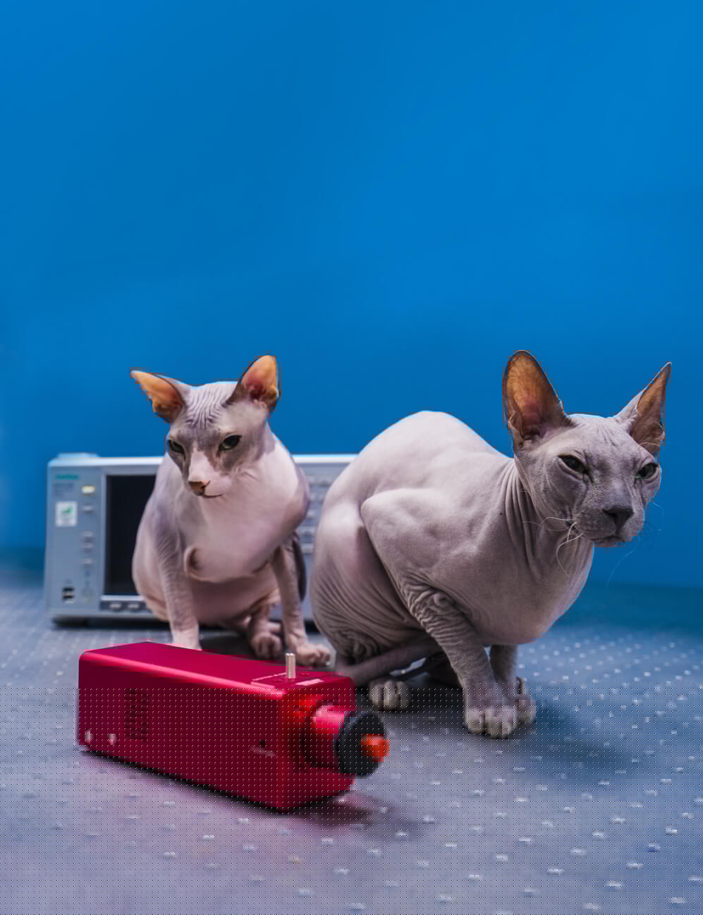 календарь с животными — Изображение №23 — Графика на Dprofile